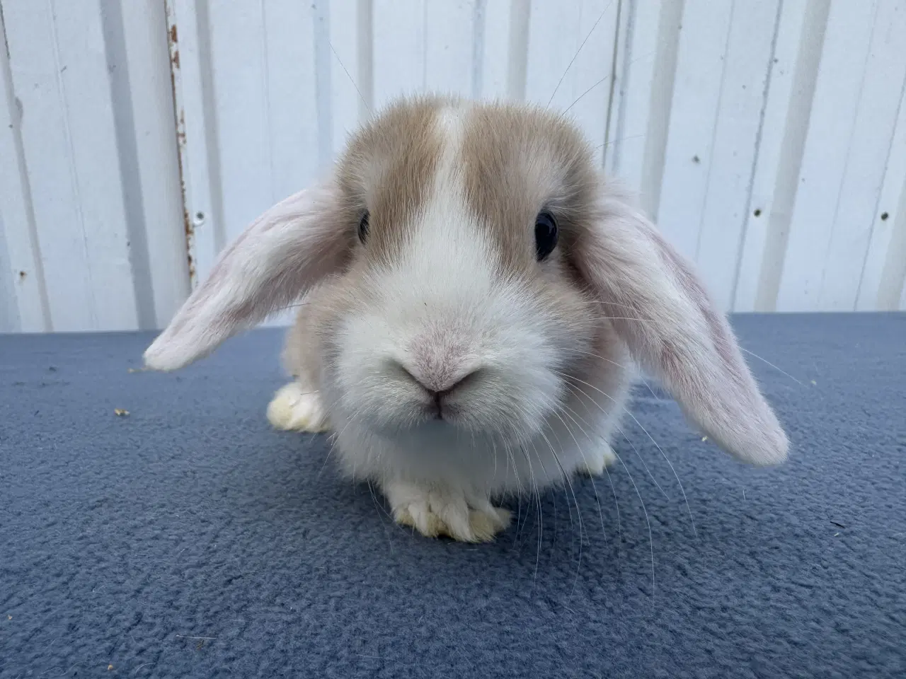 Billede 1 - Dværgvædder/Mini lop hunkanin