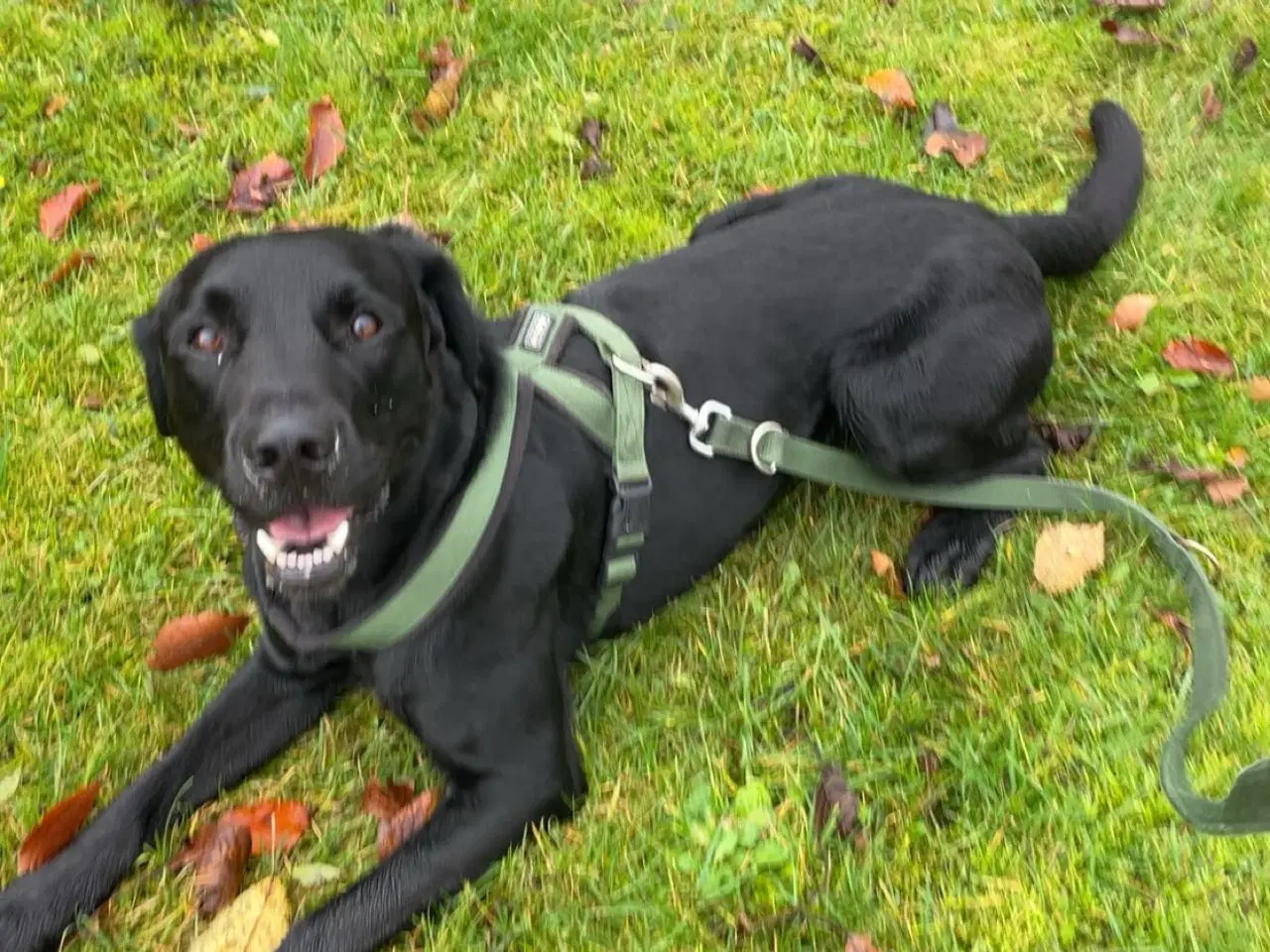 Billede 2 - Hund søger nyt hjem