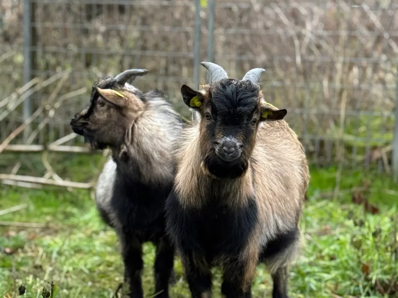 Billede 2 - Små søde dværggeder