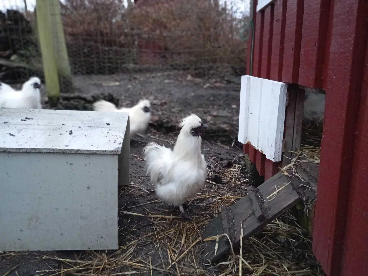 Billede 11 - Silkehaner. Hvis silkedværg haner.