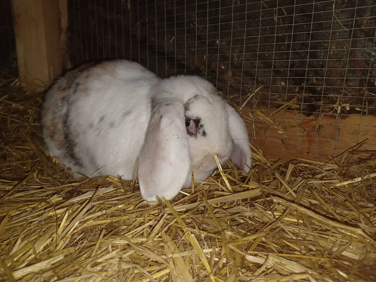 Billede 3 - Fransk vædder hun