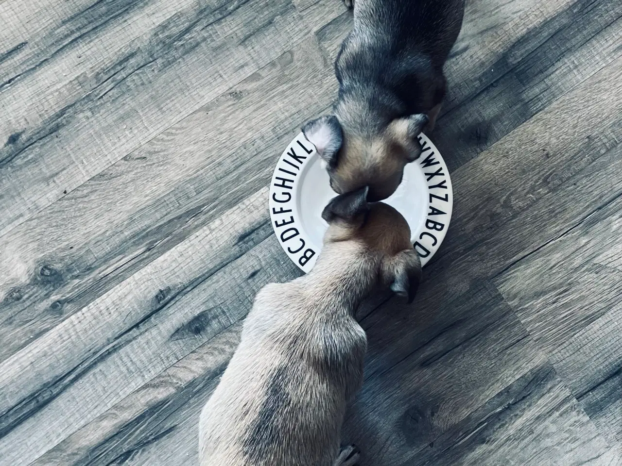 Billede 8 - Små søde mopsblandninger 🐶 