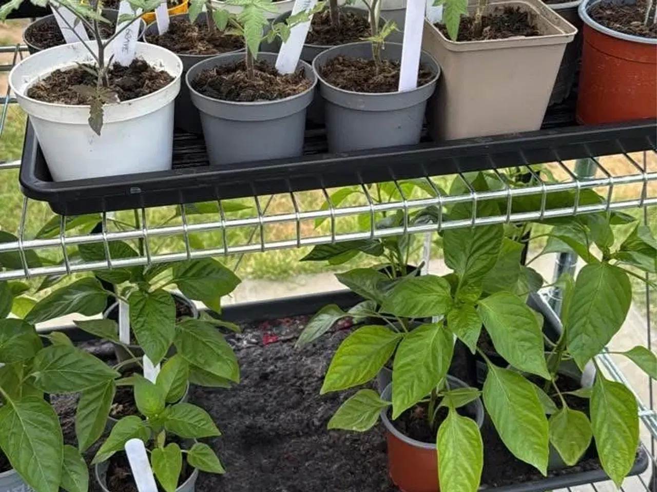 Billede 7 - Økologisk dyrket tomat,chili, peber, melon & agurk