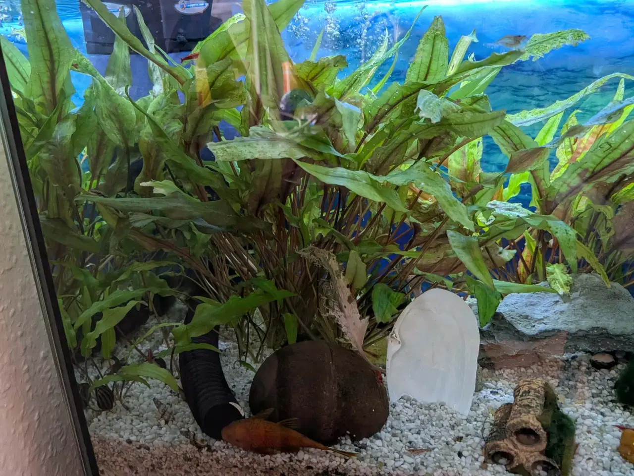 Billede 4 - 90 L akvarium inkl. bord, fisk, planter mm.