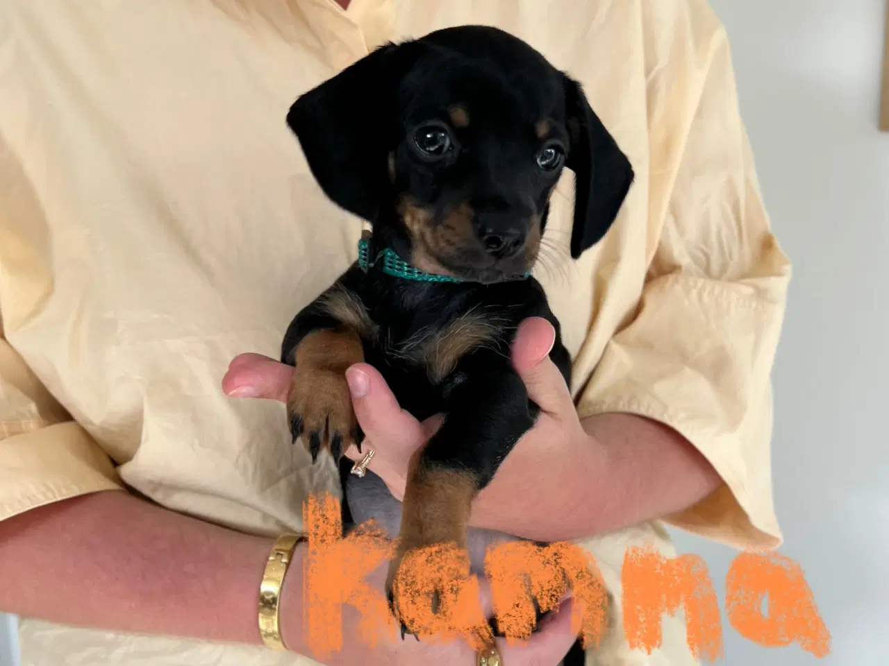 Billede 2 - 🐶 Kun 2 Chiweenie-hvalpe tilbage – Klar 21/8!