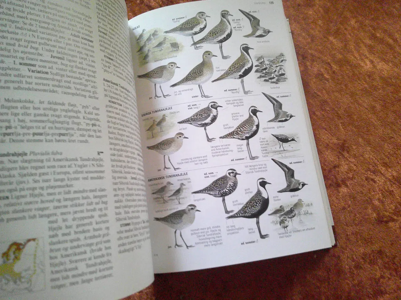 Billede 3 - Fugle i felten, Lars Svensson, Killian Mullarney, 