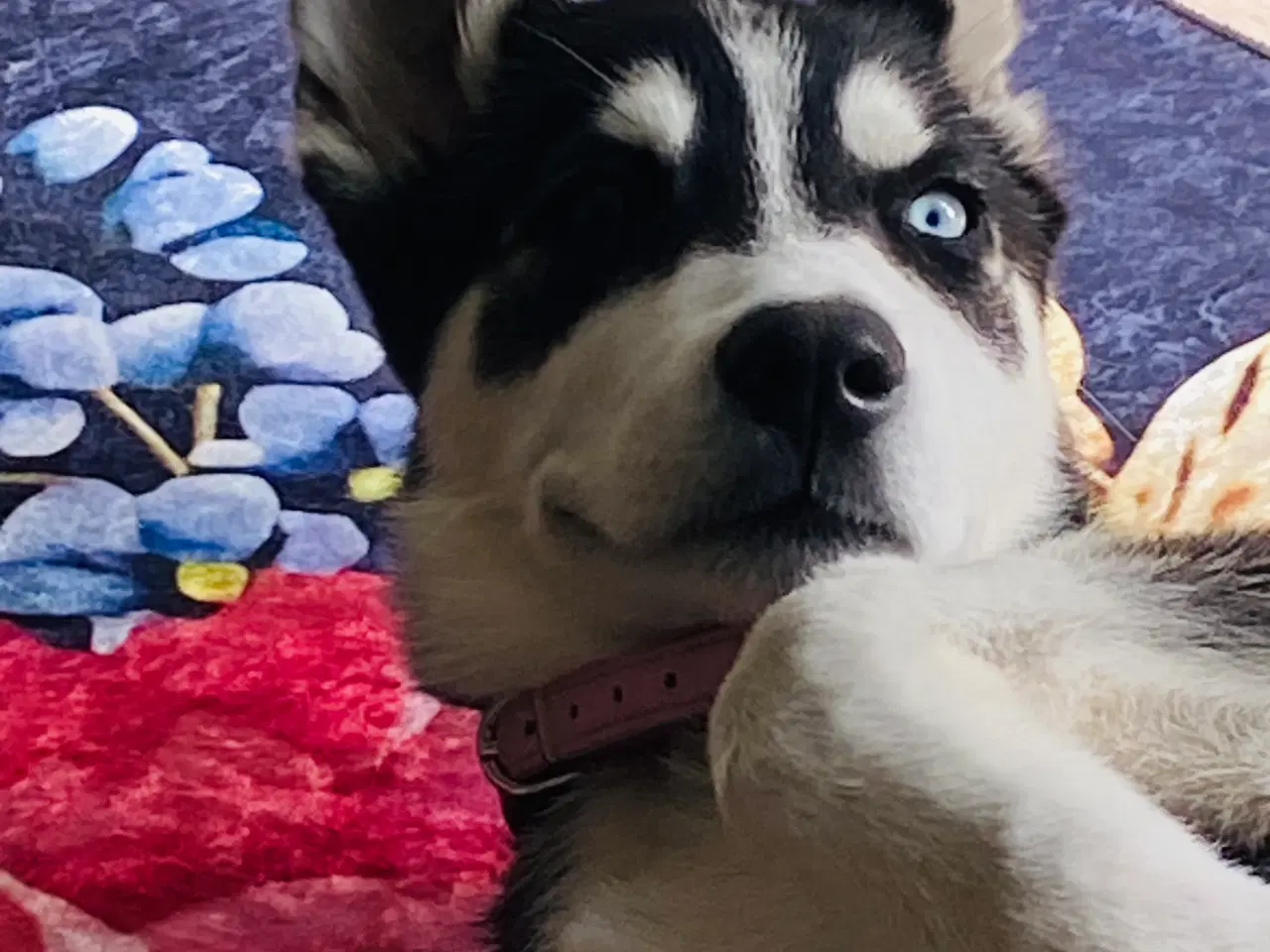 Billede 2 - Serberian husky