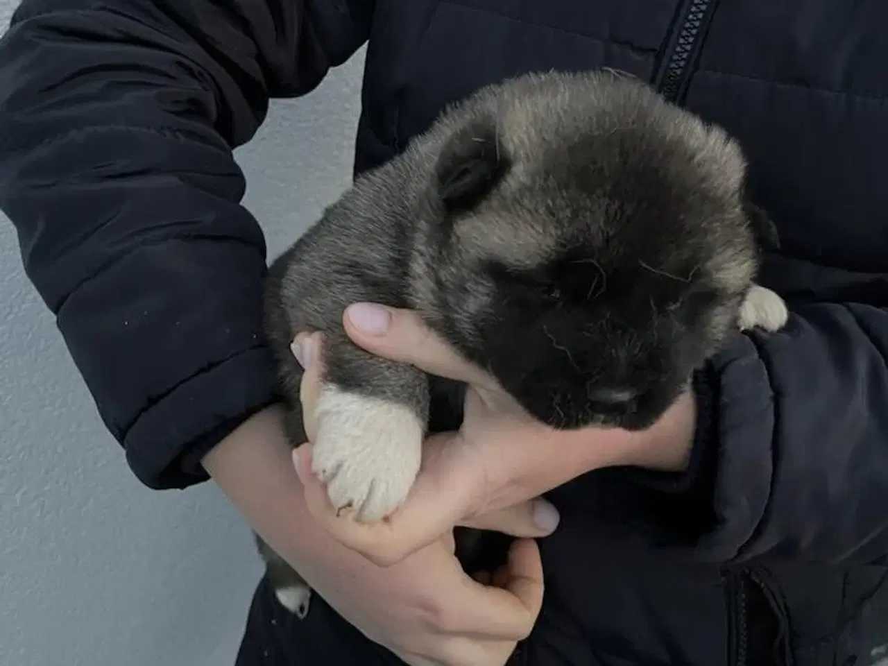 Billede 4 - Hundehvalpe Akita American 