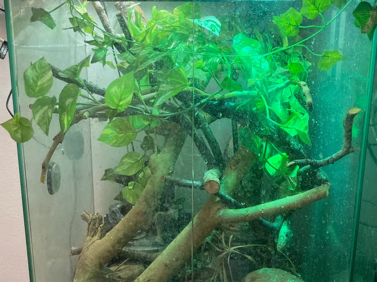 Billede 7 - Grøn Anolepar med udstyr