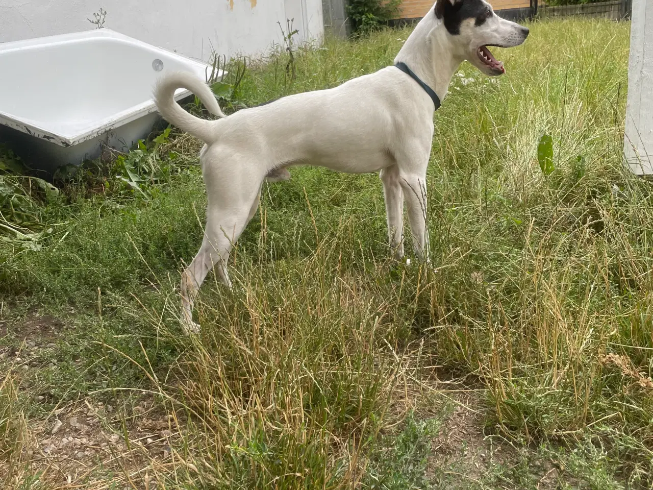 Billede 2 - Dansk svensk Gårdhund 