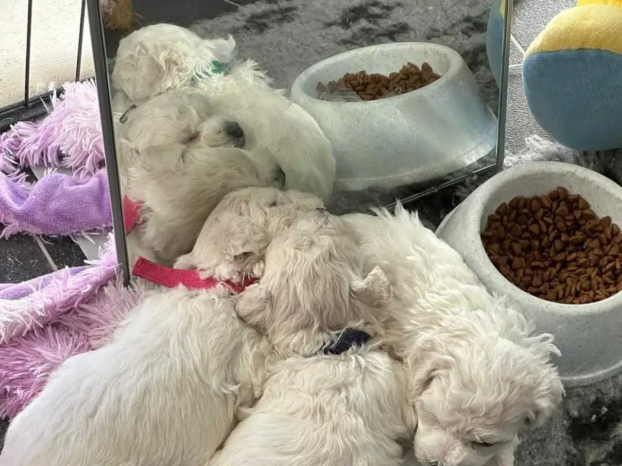 Billede 6 - Tilbyder til parring bichon frise 