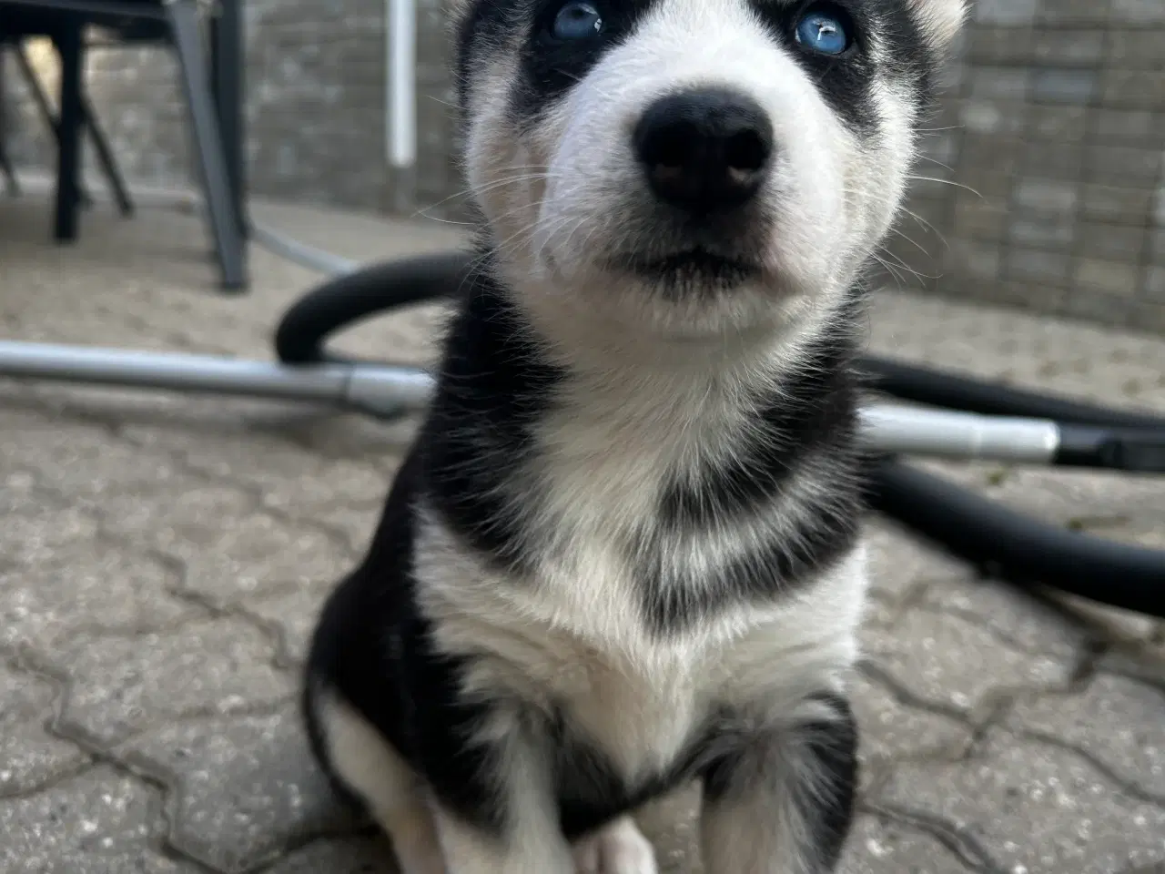 Billede 7 - Søde husky hvalpe søger ny familie