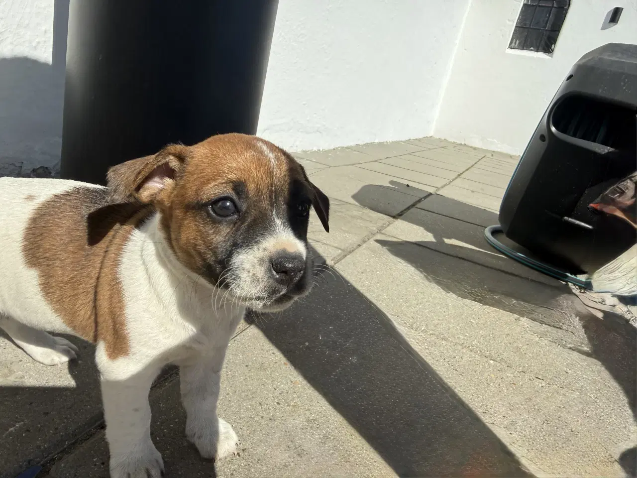 Billede 5 - Dansk svensk/jack Russel blandinger 