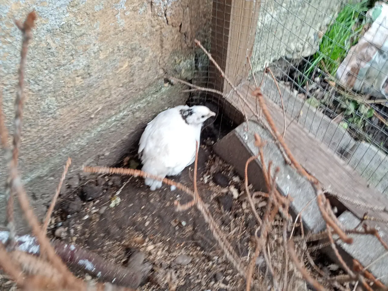 Billede 1 - Jumbo vagtler