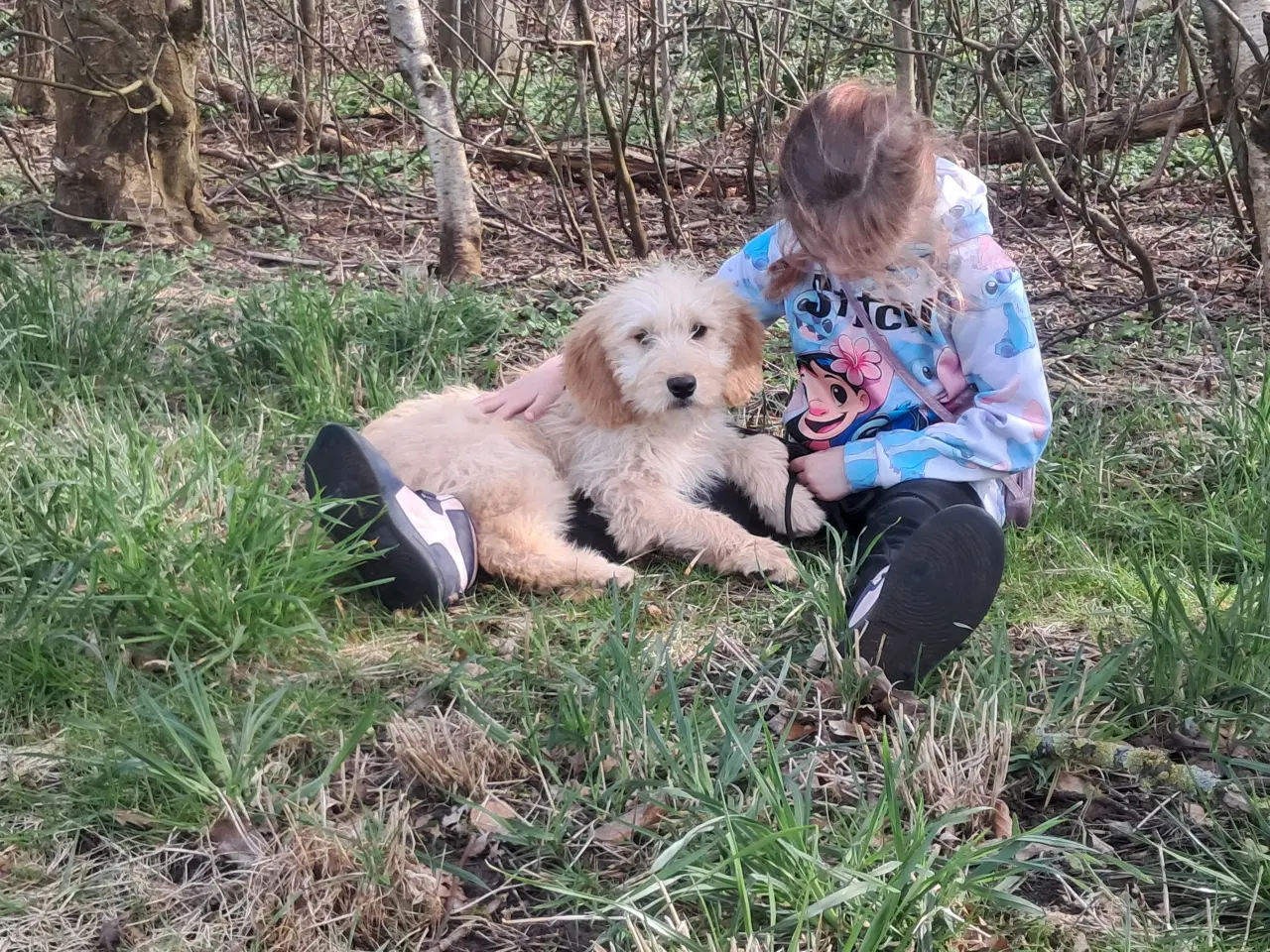 Billede 2 - 4 lækre golden retriever blandinger