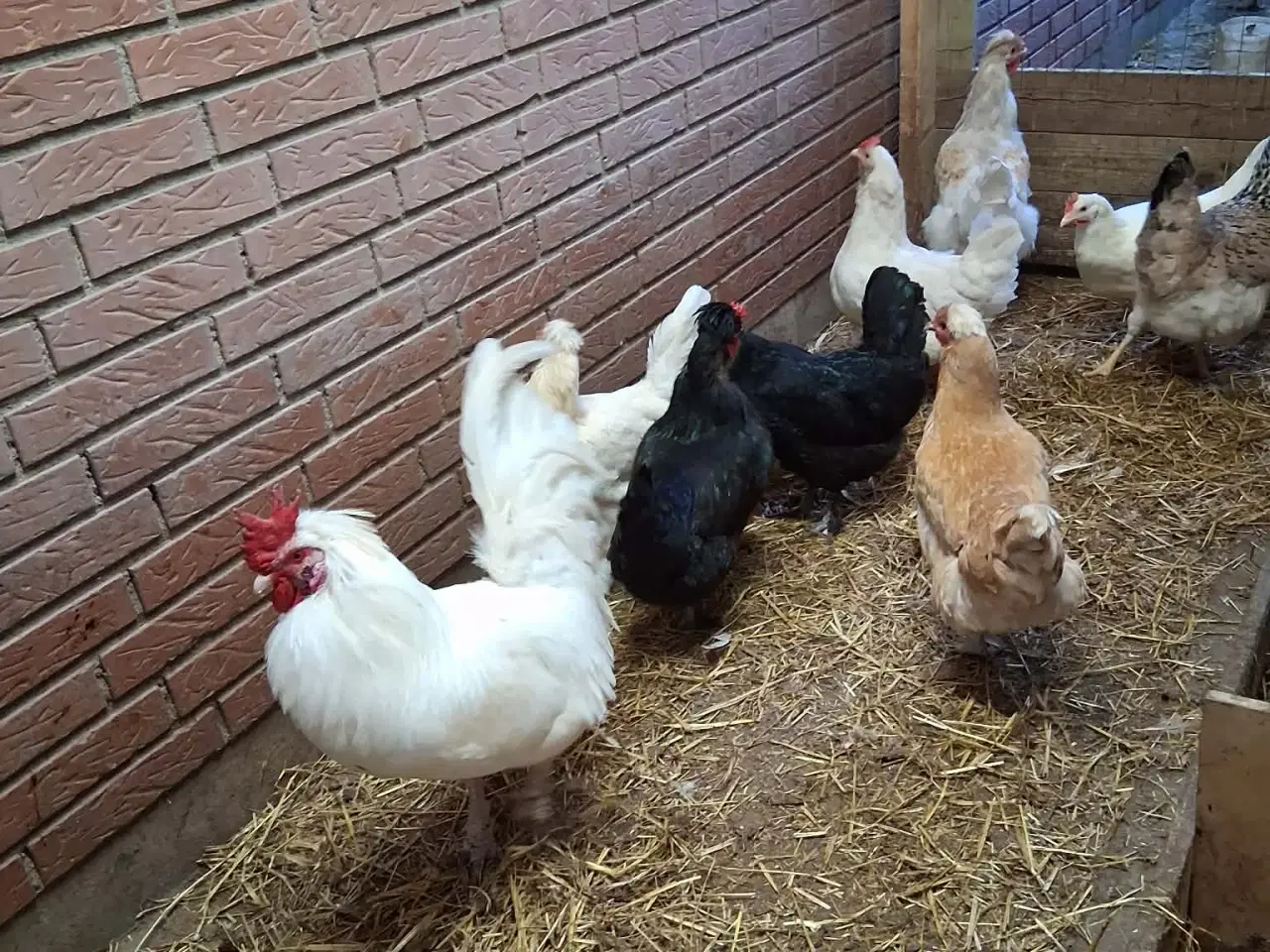 Billede 6 - Blandet kyllinger med grønlægger i 