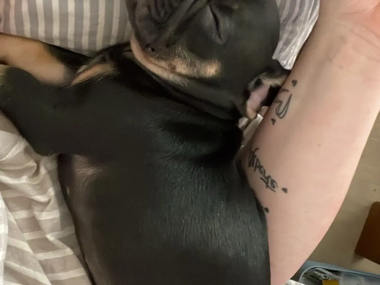 Billede 4 - Fransk bulldog 