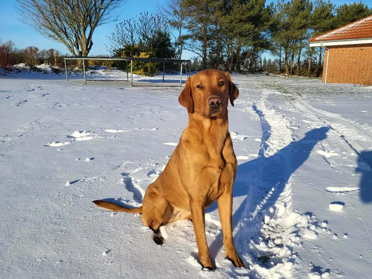 Billede 5 - FOX Red Labrador hvalpe