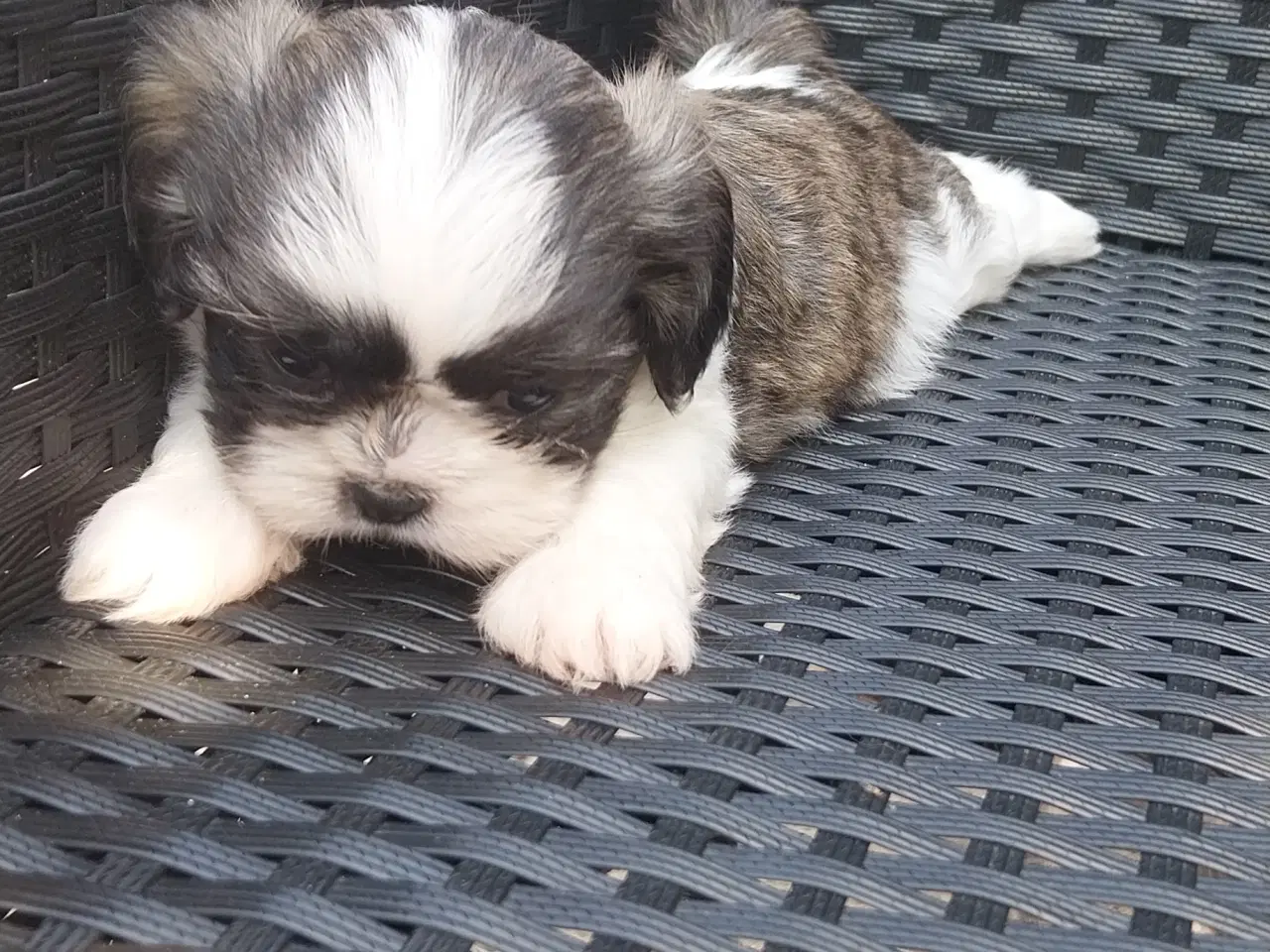 Billede 4 - Shih Tzu hvalpe