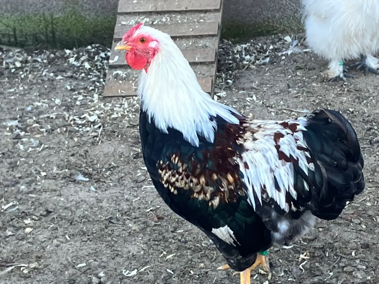 Billede 1 - Laksefarvet 