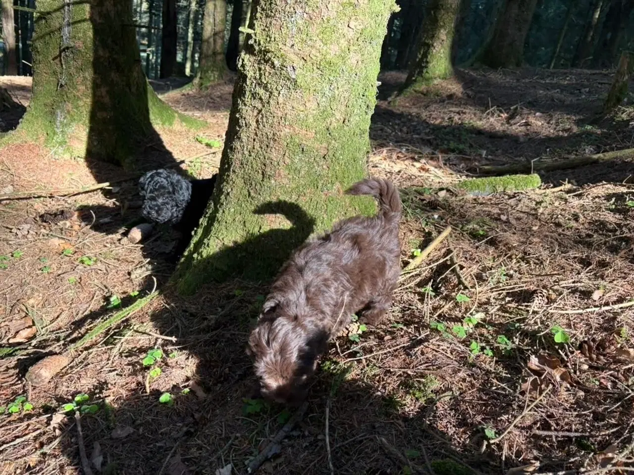 Billede 15 - 2 Generations Maltipoo
