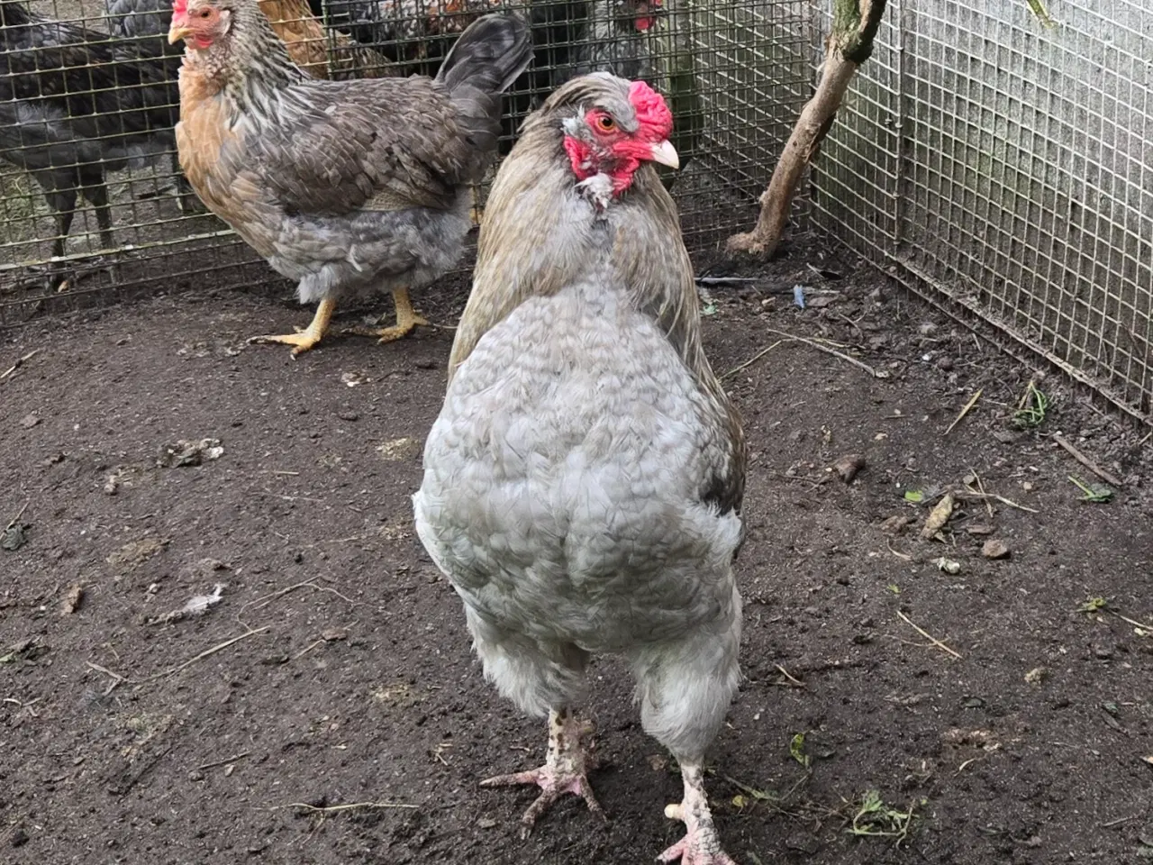 Billede 2 - Araucana hane 
