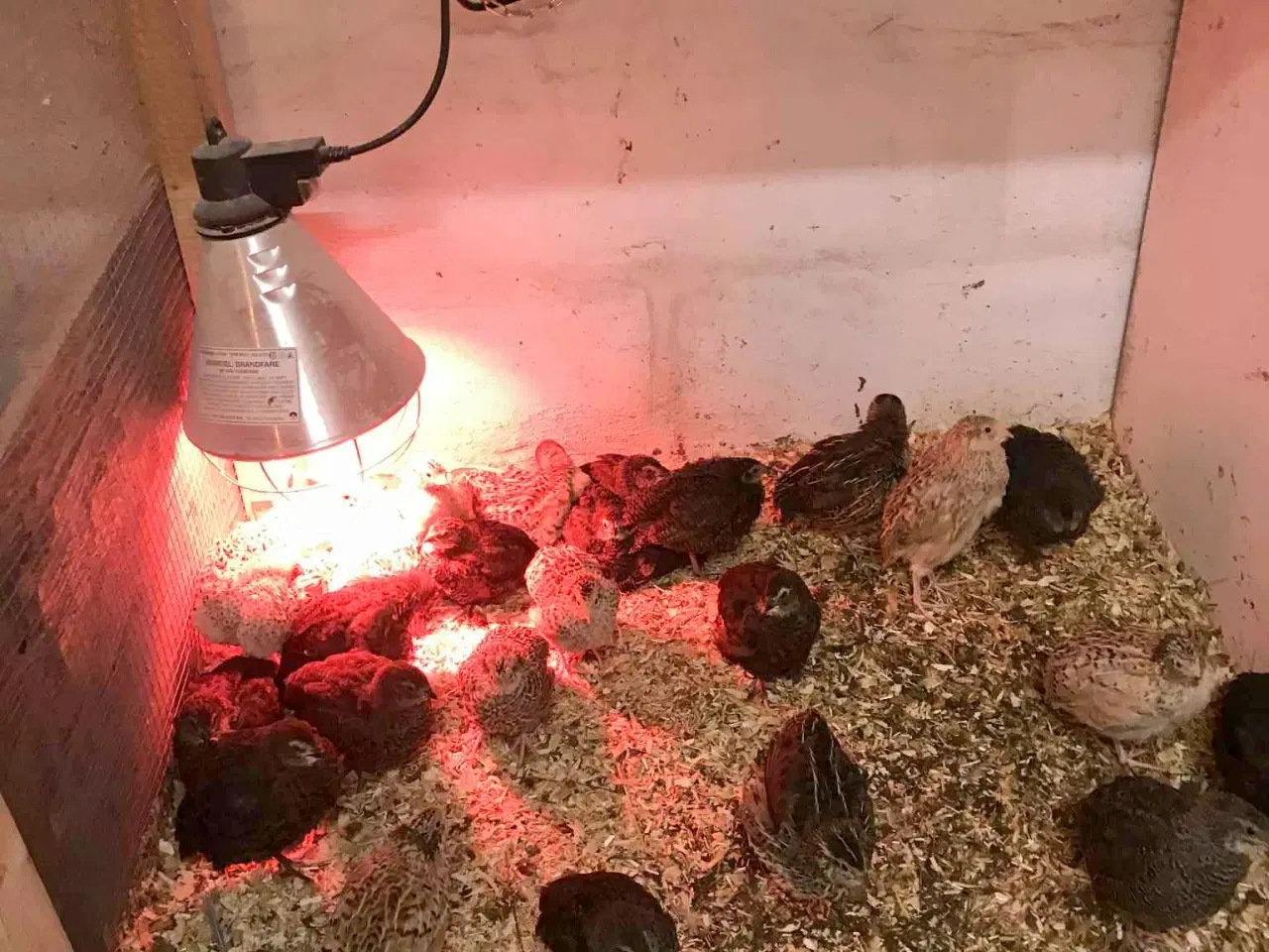 Billede 1 - Vagtler jumbo magnum 