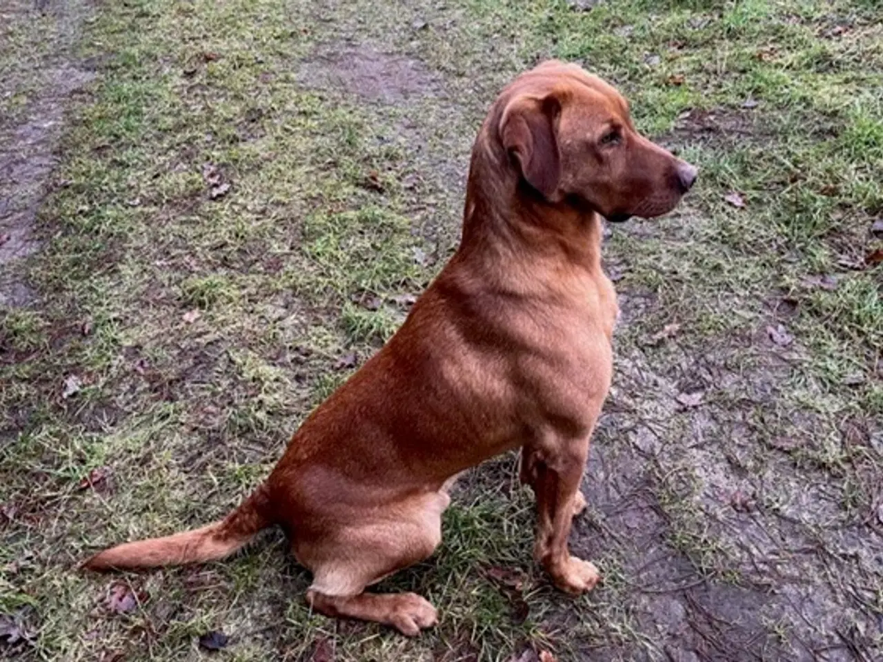 Billede 5 - Red Fox Labrador hvalpe