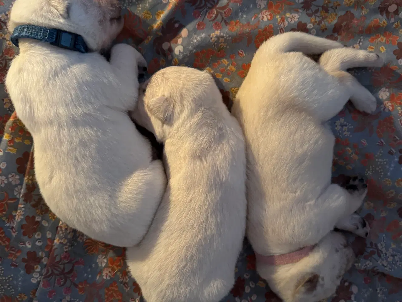 Billede 5 - Mangler du en julegave til familien 