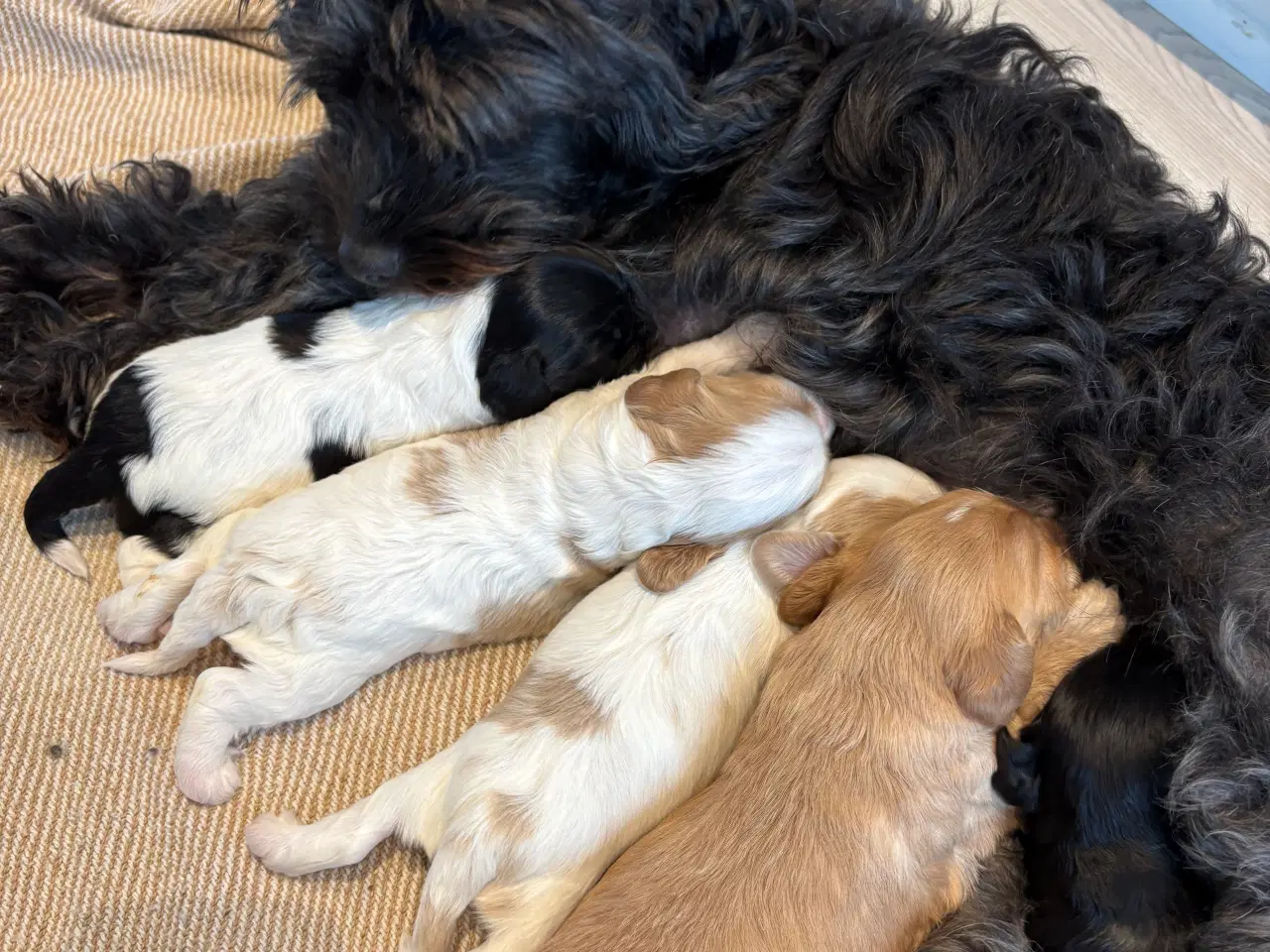 Billede 3 - Cavapoo hvalpe 