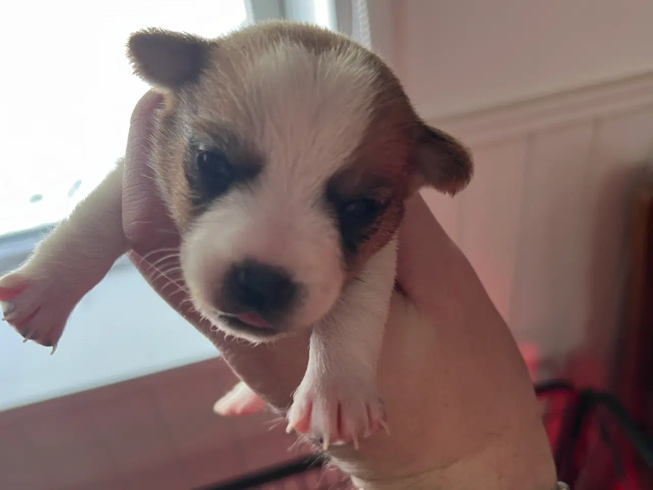 Billede 6 - Jack Russel Terrier (Glathåret).