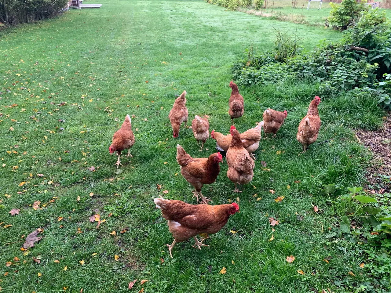 Billede 1 - Høns