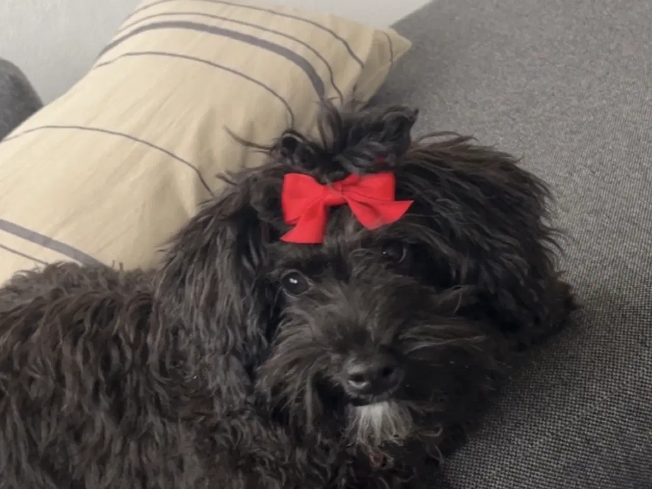 Billede 5 - Havapoo F1b