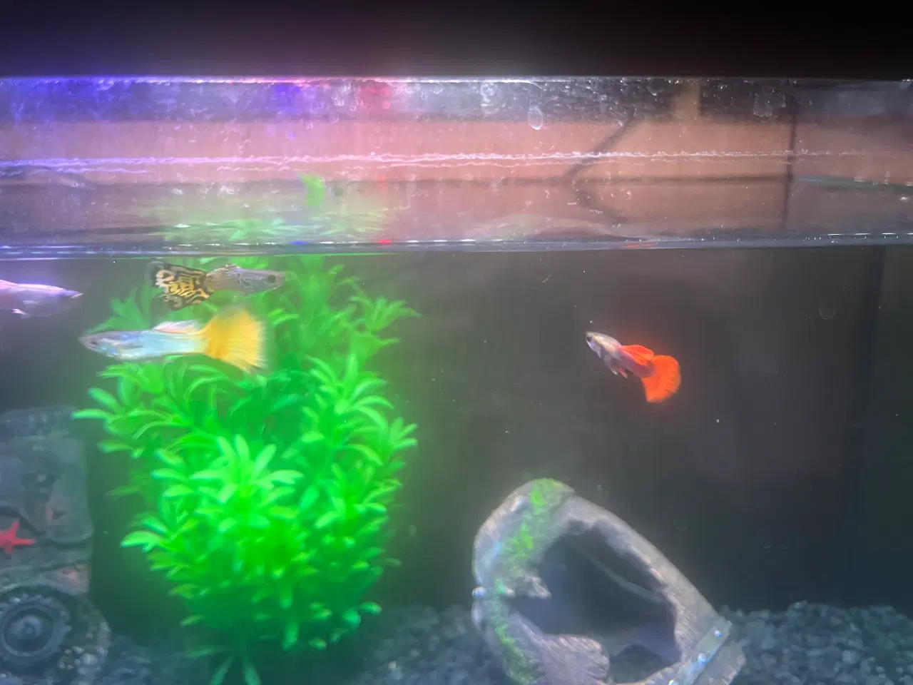 Billede 3 - Akvarie med evt fisk i