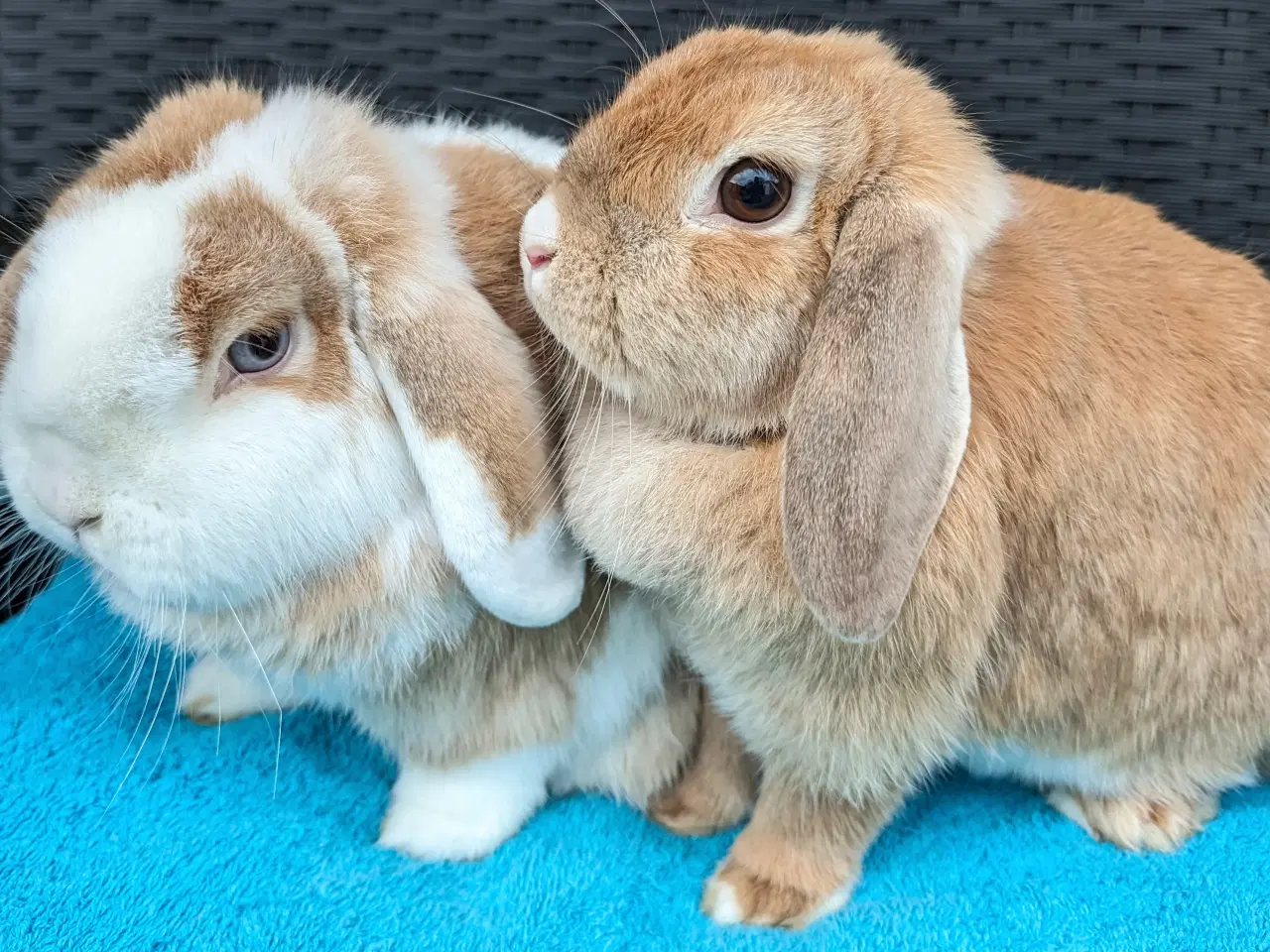 Billede 1 - Minilop kaninpar