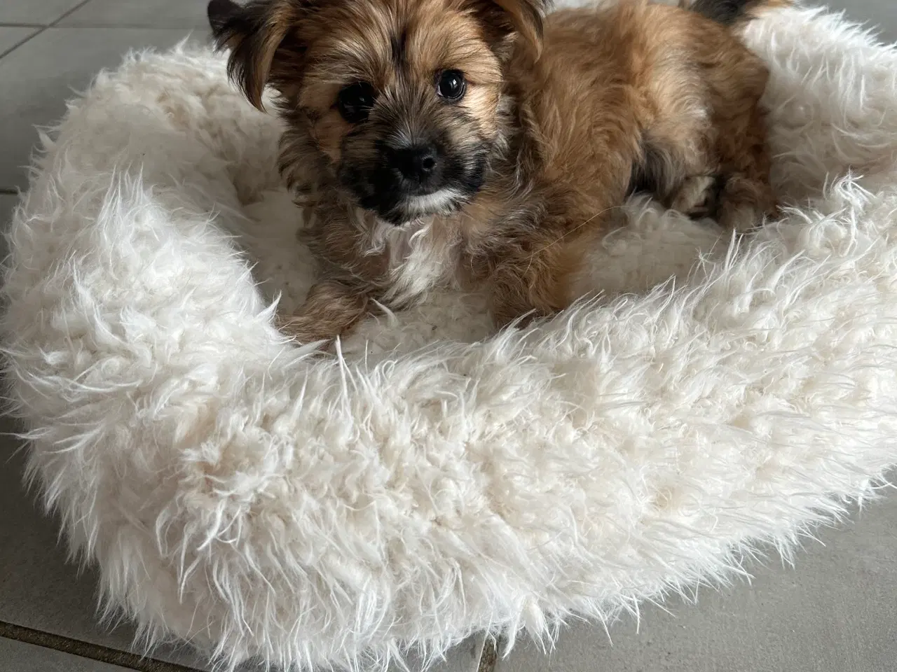 Billede 2 - Yorkshire Terrier/Chihuahua blanding