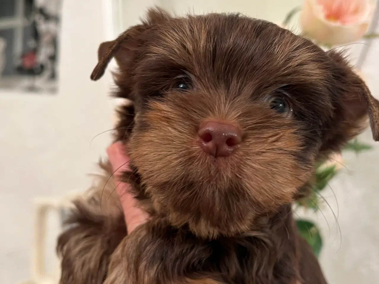 Billede 4 - Chokolade Yorkshire Terrier