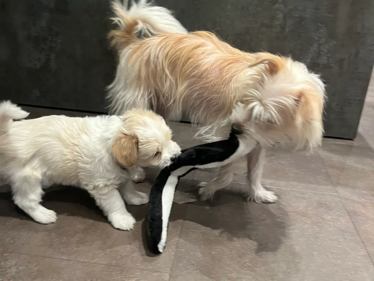 Billede 3 - Lækre hvalpe drenge