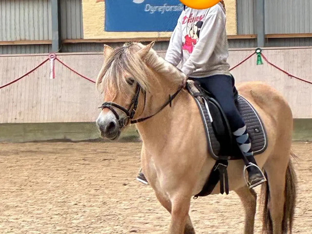 Billede 4 - Fjordhest hoppe på 6 år 