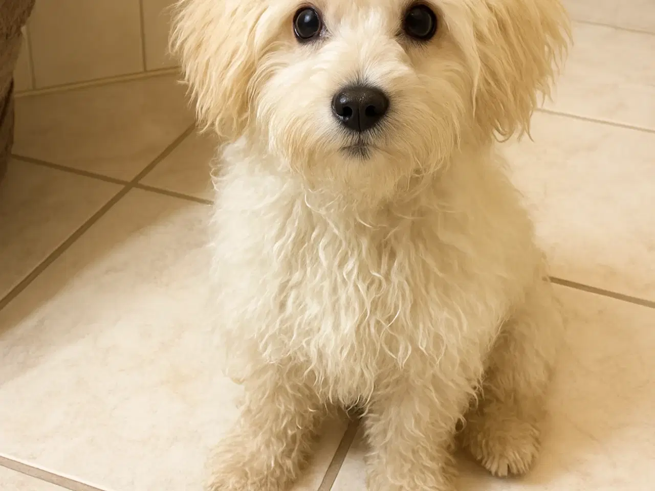 Billede 1 - Puddel blanding