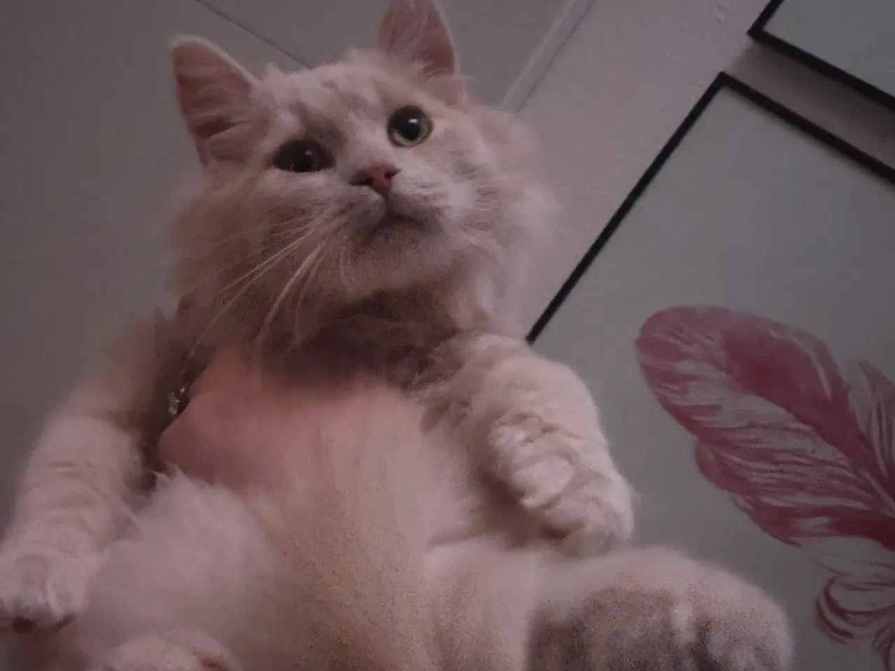 Billede 2 - Maine coon