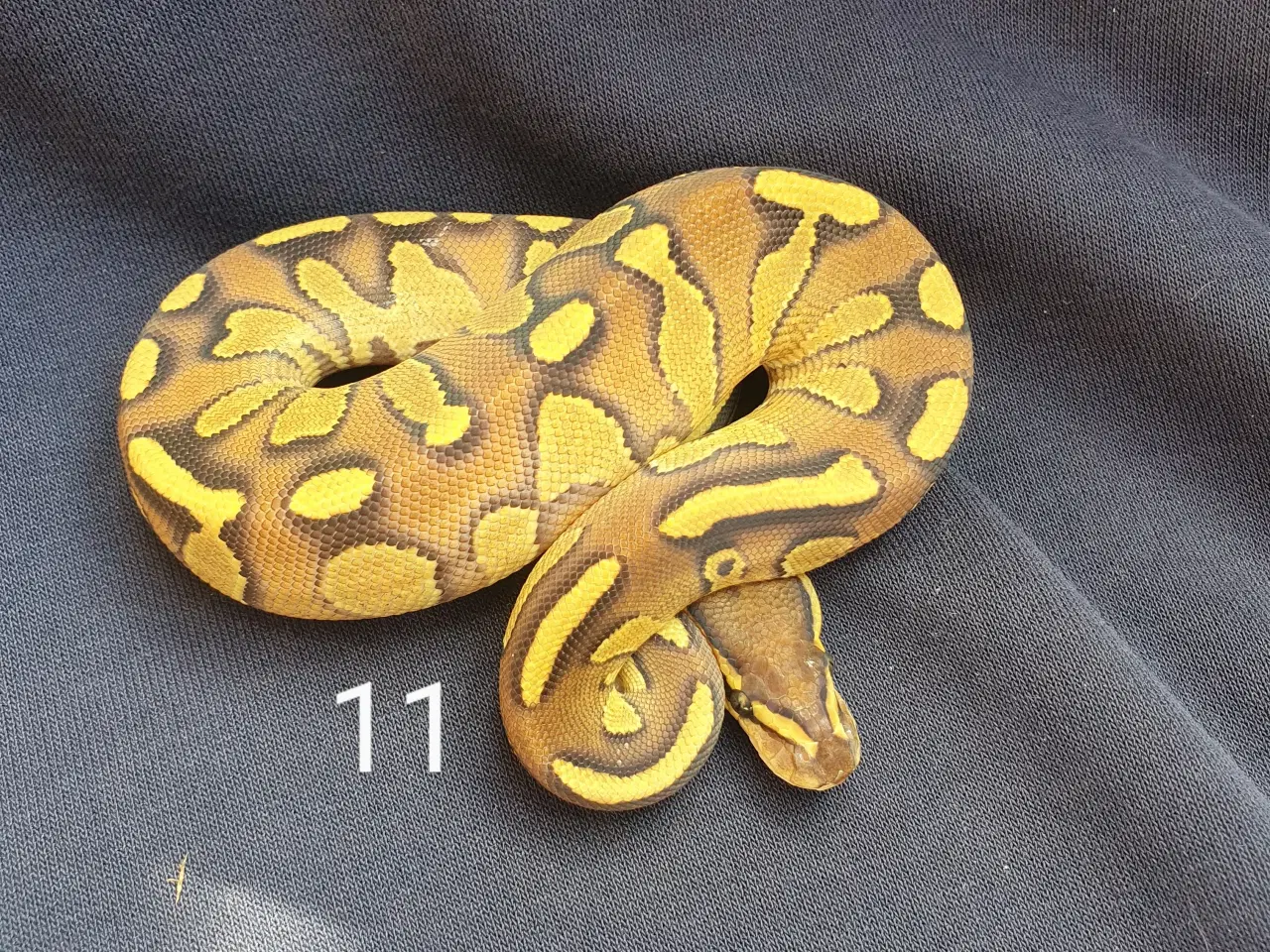 Billede 11 - Kongepython morfer 2025