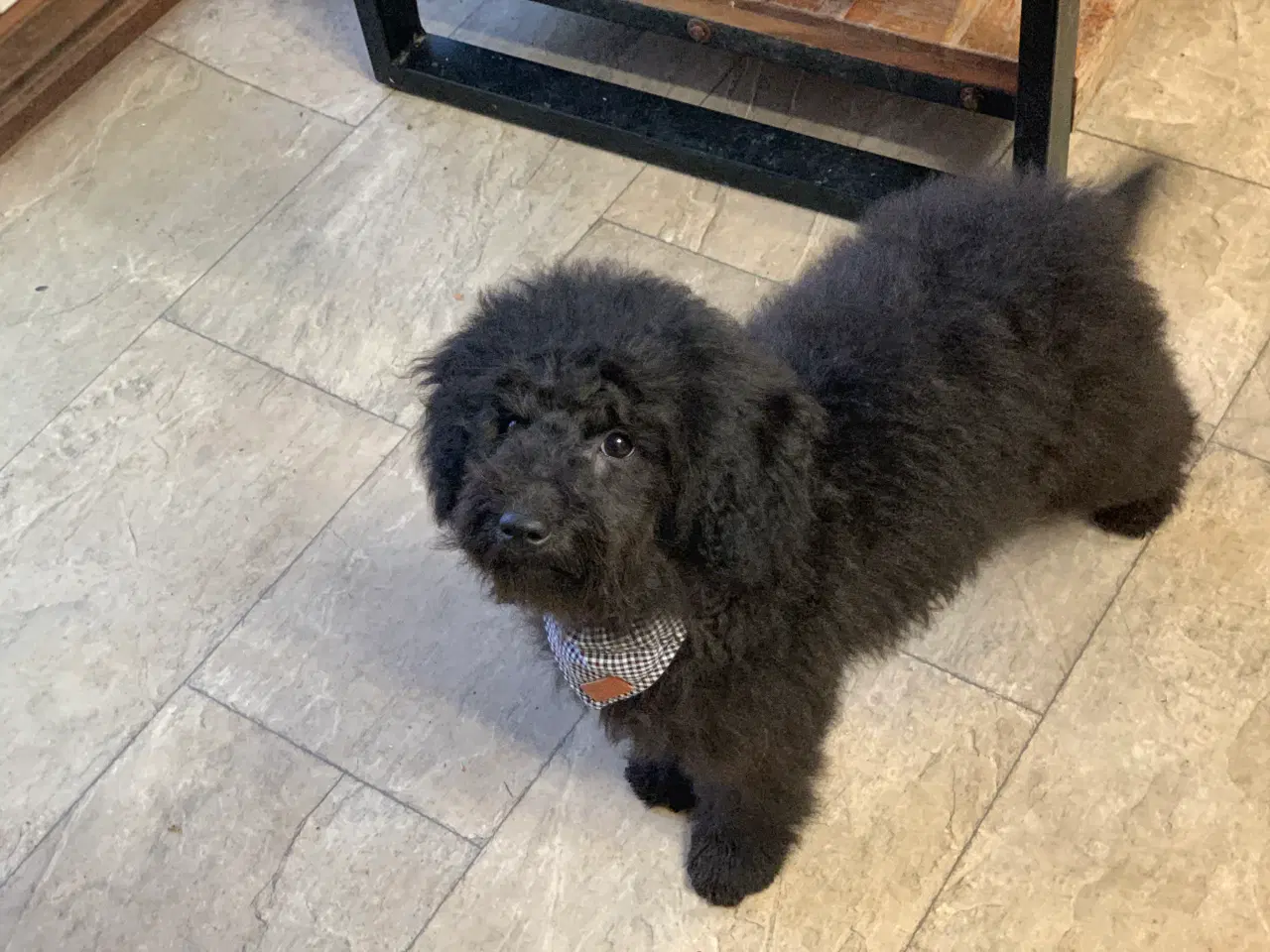 Billede 4 - Den dejligste Maltipoo dreng 