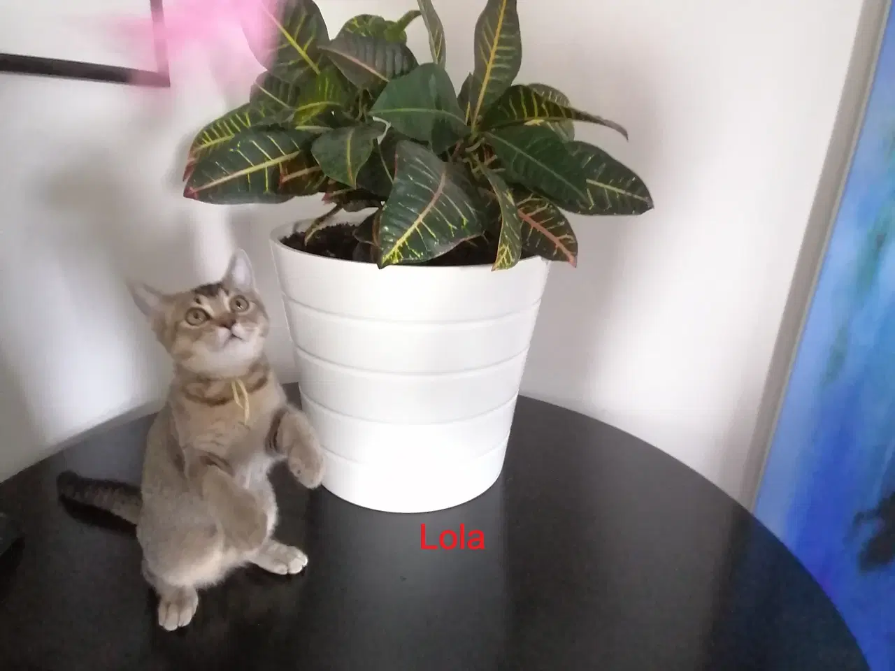 Billede 4 - Killing - Russian Blue/British Shorthair