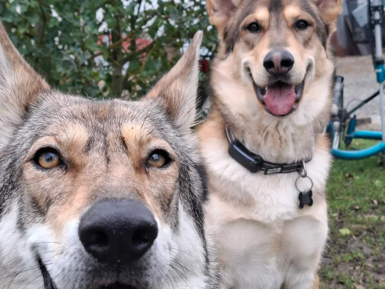 Billede 12 - Blandings Hvalpe 