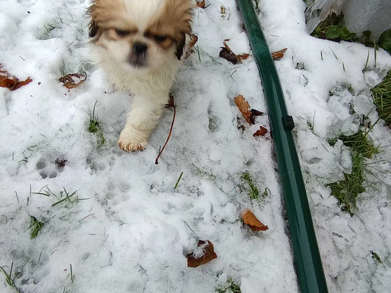 Billede 9 - Lækre hvalpe 