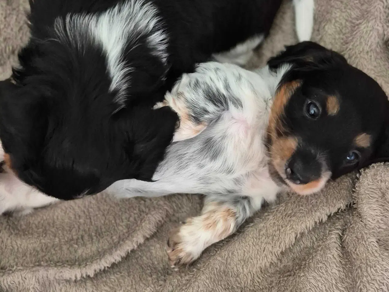 Billede 2 - Mini/dværg gravhund 