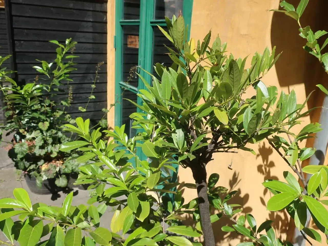 Billede 2 - Plante