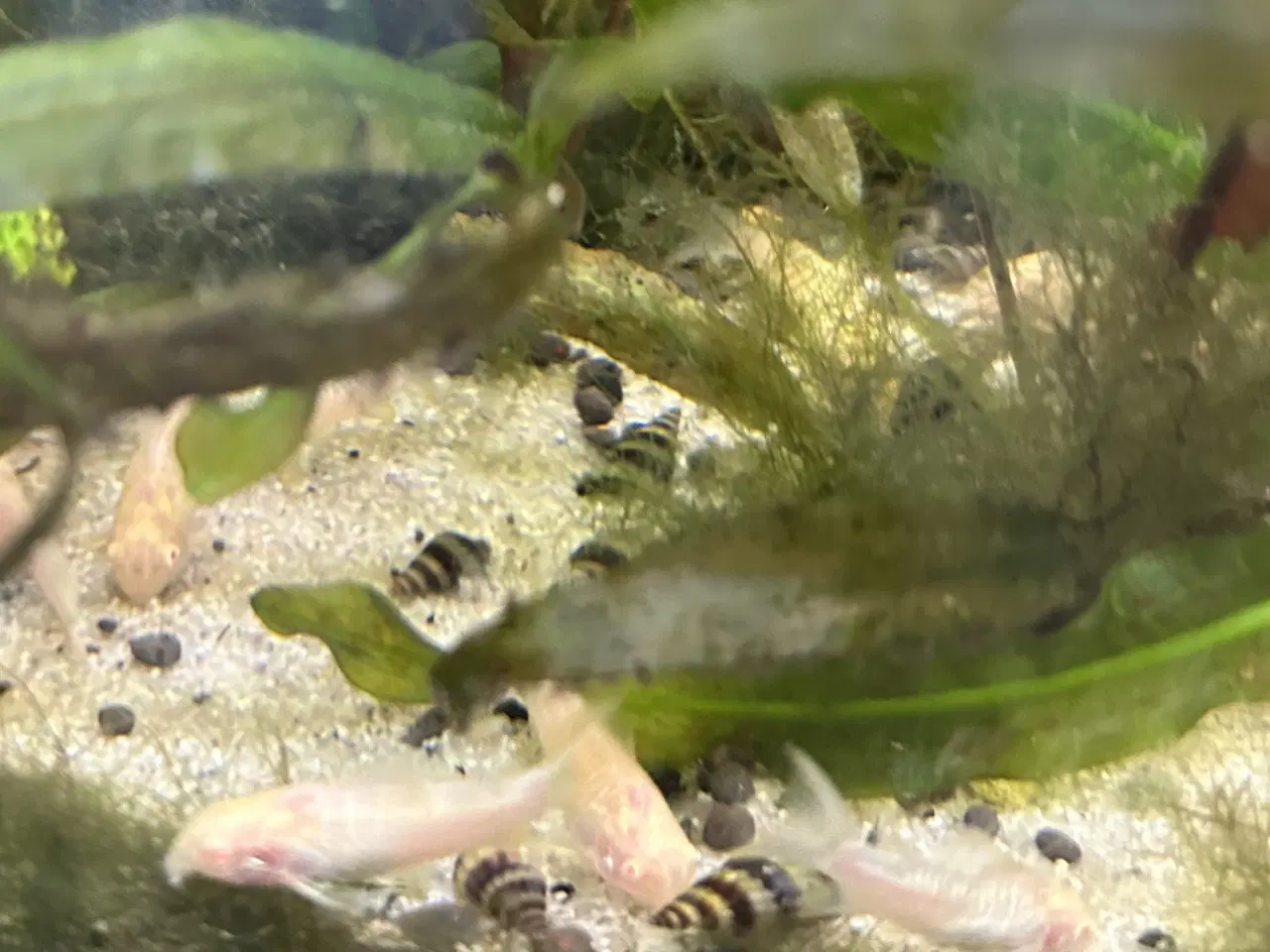 Billede 4 - 🐟 Albino pansermaller – 3-4 cm Premium | Viby J