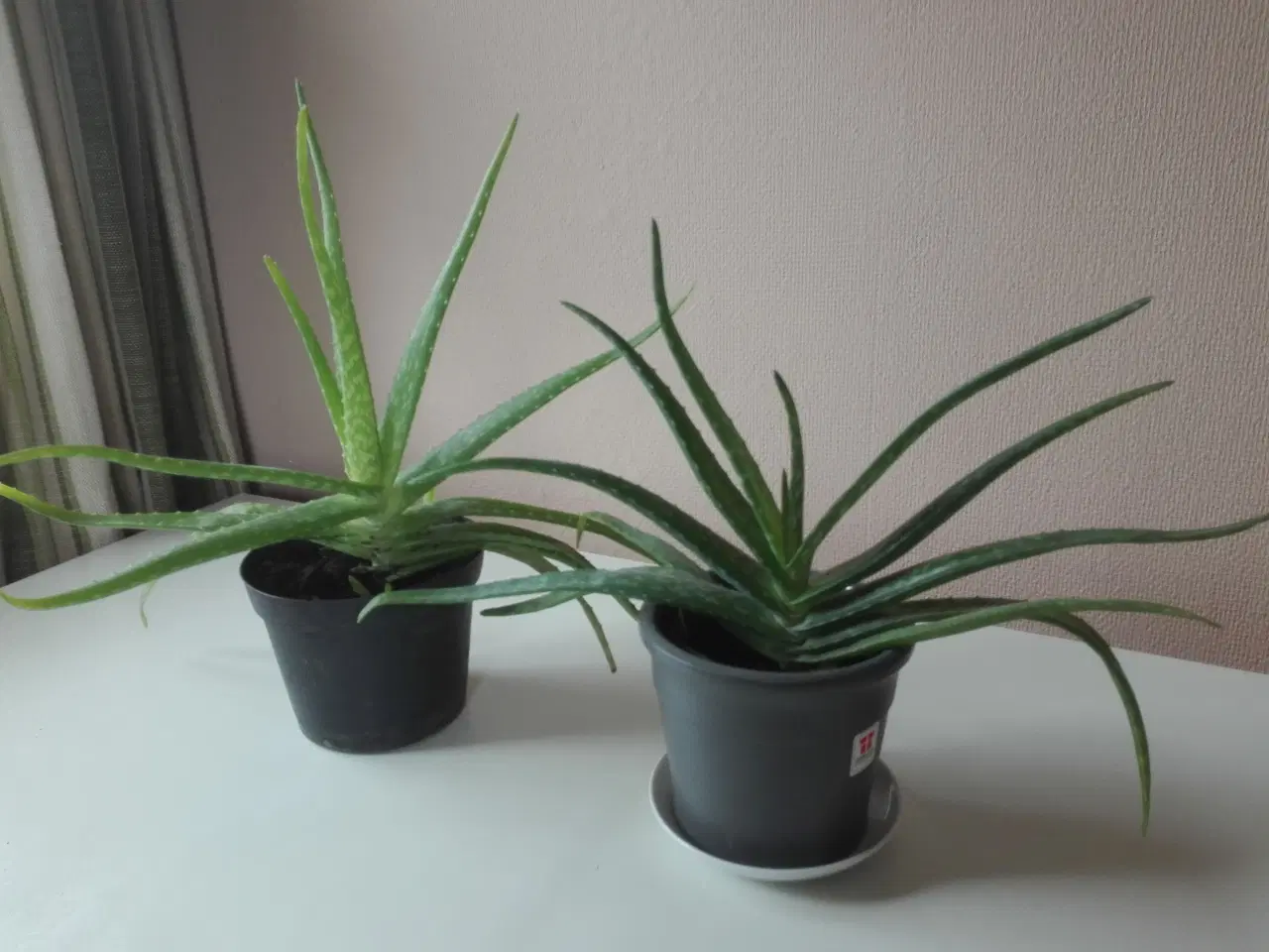 Billede 1 - Aloe Vera stueplanter